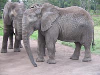 young_elephants.jpg